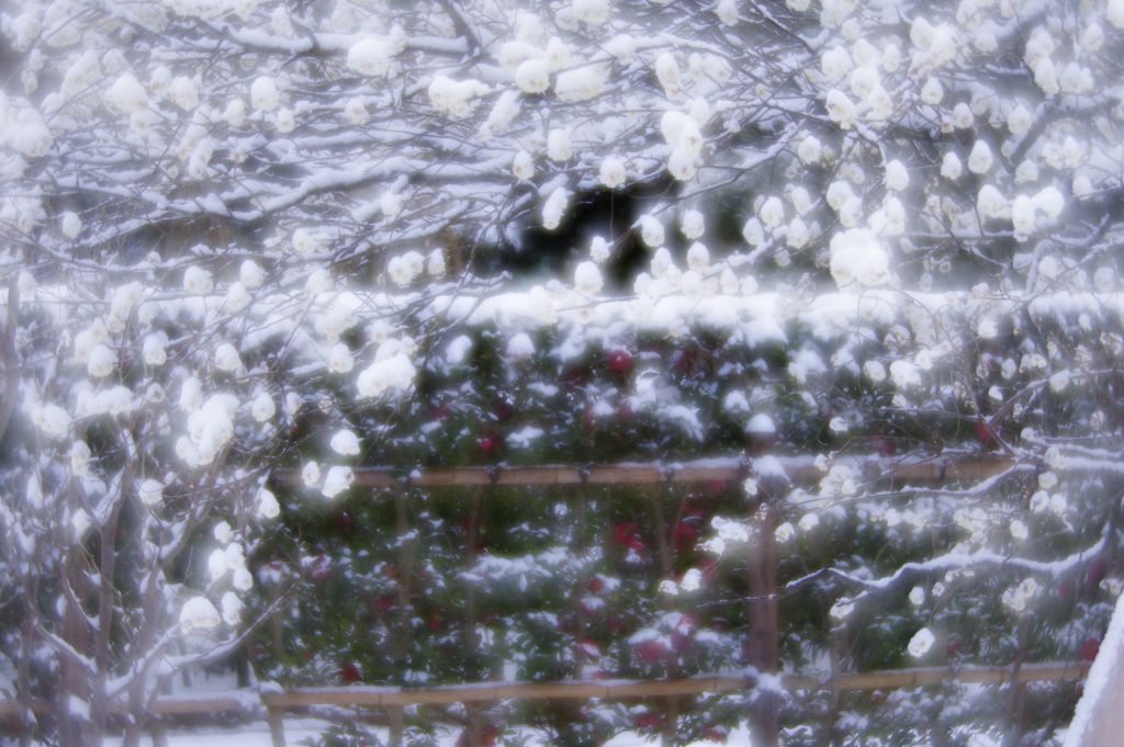 雪の兼六園 ソフトフォーカスレンズでぶらぶら (3)