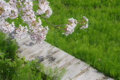 2020 兼六園　花を愛でる ペトリ50mm f1 (5)