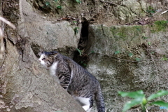 金沢動物園 菜の花 (27)
