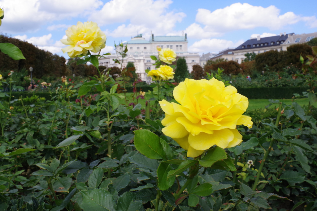 ウィーン ホーフブルク宮殿 庭園 薔薇