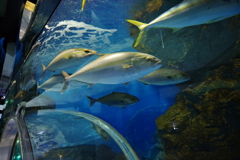 のとじま水族館　くるくるまわる