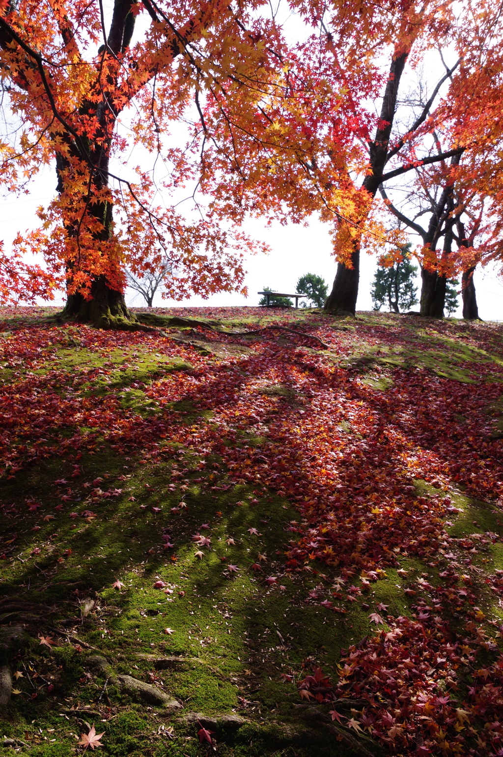 小矢部　紅葉