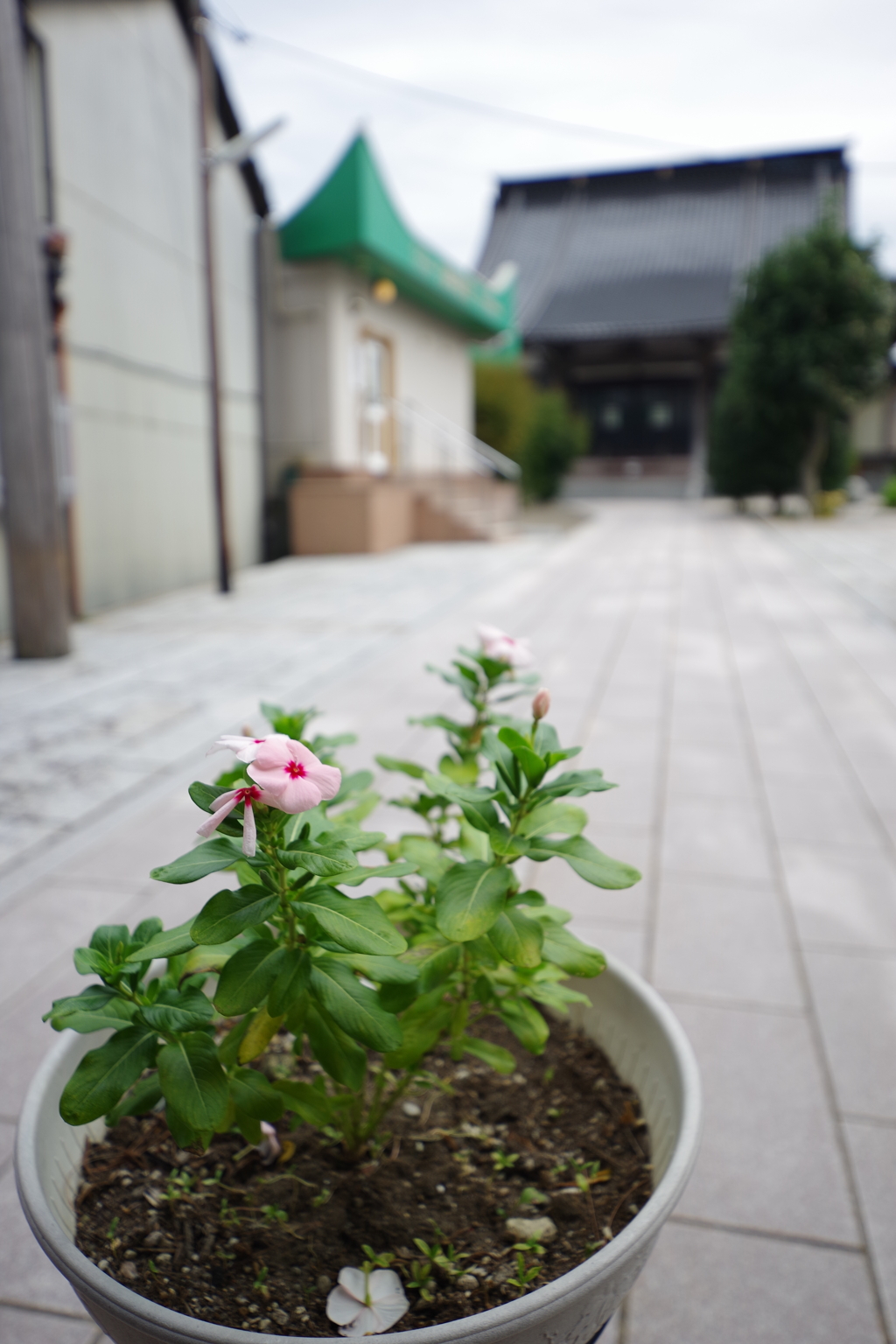 西茶屋街周辺を散歩