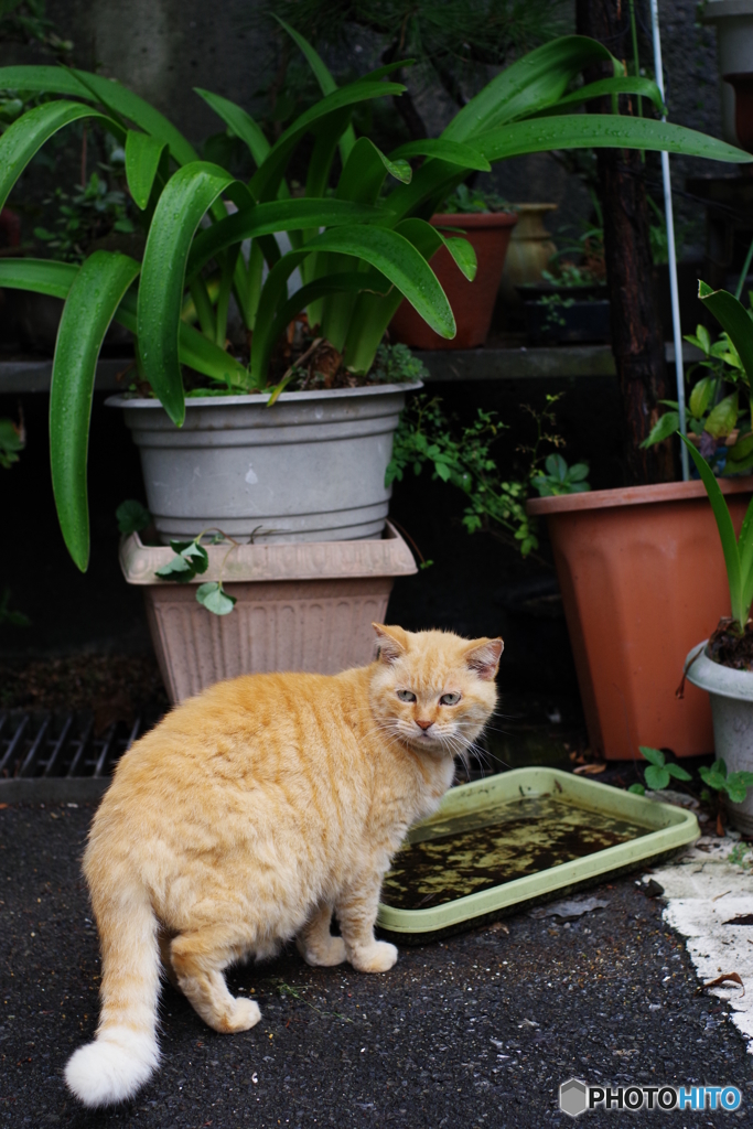 ノラ猫さん 