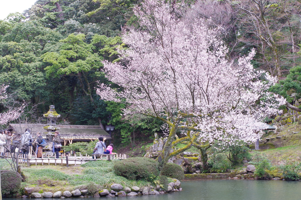 金沢 兼六園 見事な桜