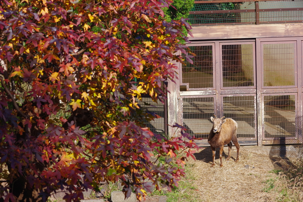 金沢動物園 秋と動物をテーマに撮ってみた！ オオツノヒツジ(メス)と紅葉