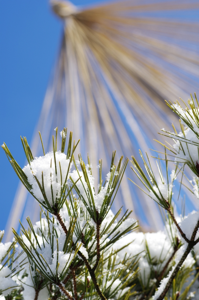 雪の兼六園 雪が溜まってます。