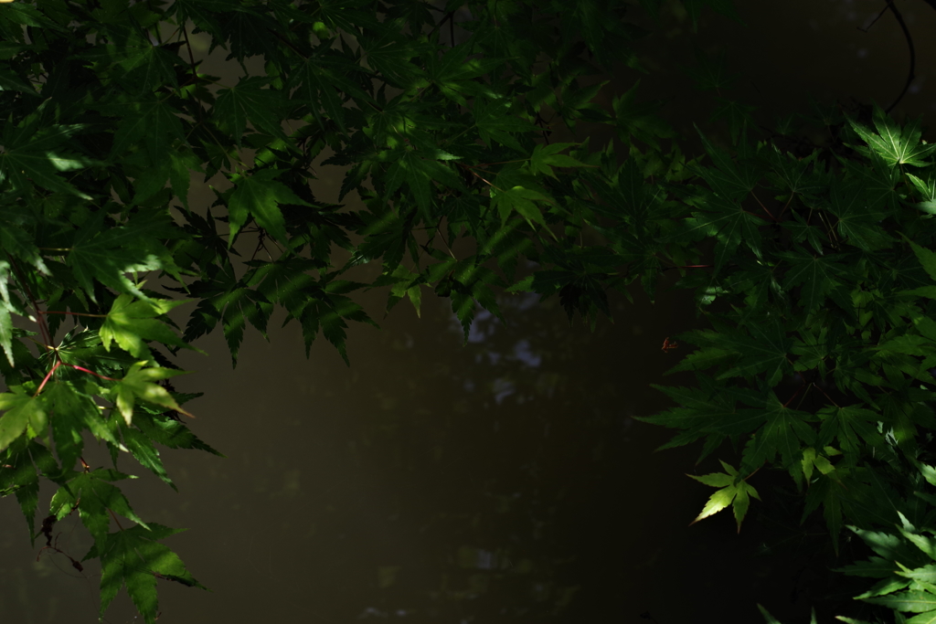 早朝のお散歩 (8)