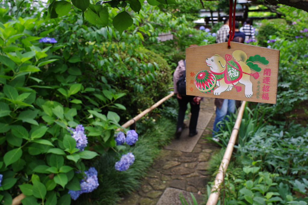 妙楽寺 紫陽花のお寺
