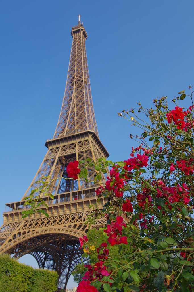 赤い花とエッフェル塔