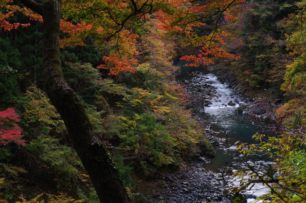 奥多摩むかしみち 川と紅葉