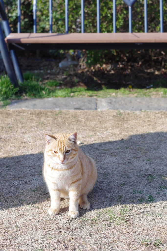 猫の日なので　茶トラ猫