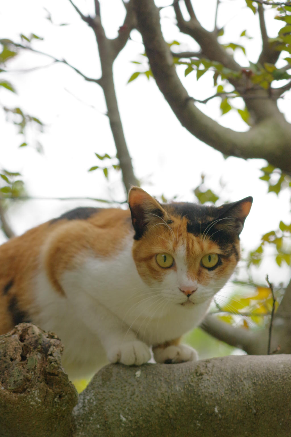 三毛猫　木に登った