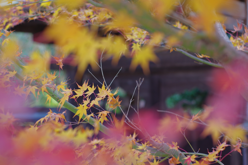 YASHICAでお散歩 