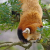 暖冬のいしかわ動物園 元気