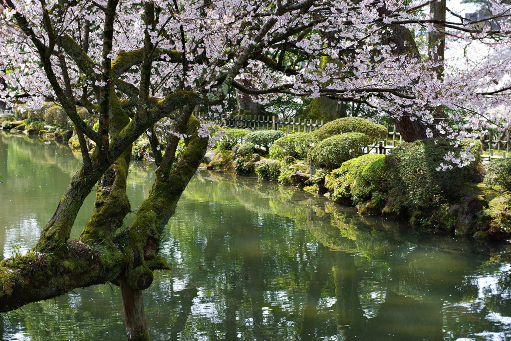 兼六園 桜 (30)