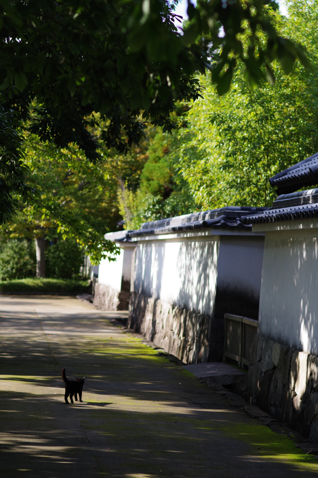 姫路城周辺観光 黒猫さん
