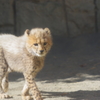 多摩動物公園 チーターの子供　