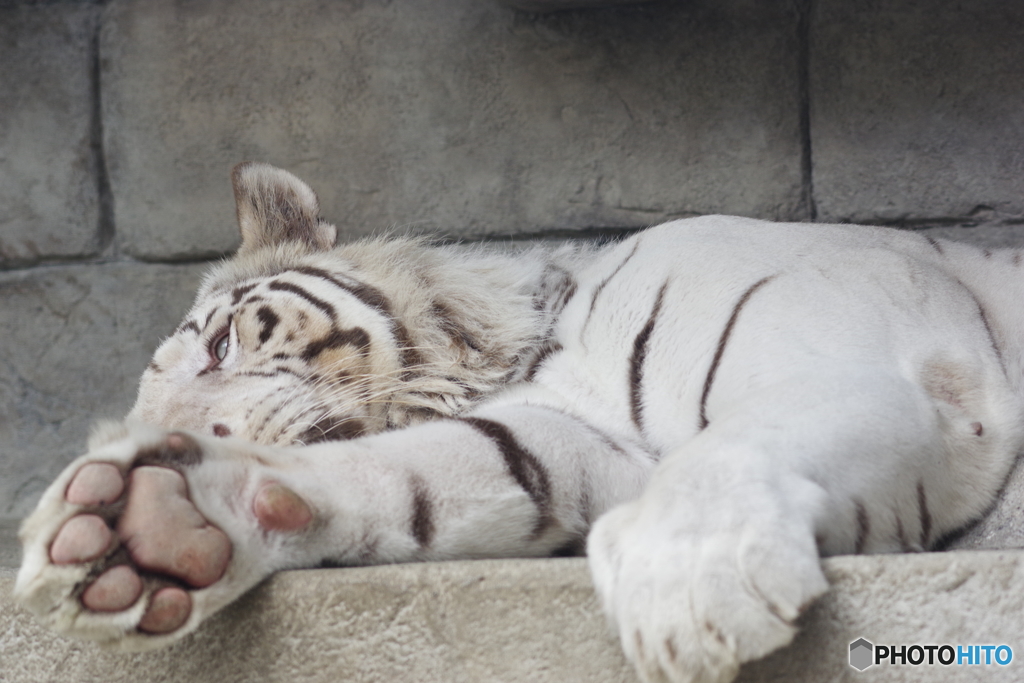 東武動物公園 やっぱり眠いホワイトタイガー