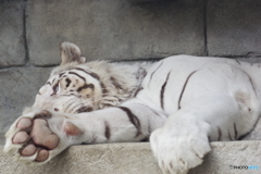 東武動物公園 やっぱり眠いホワイトタイガー