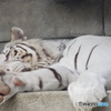 東武動物公園 やっぱり眠いホワイトタイガー