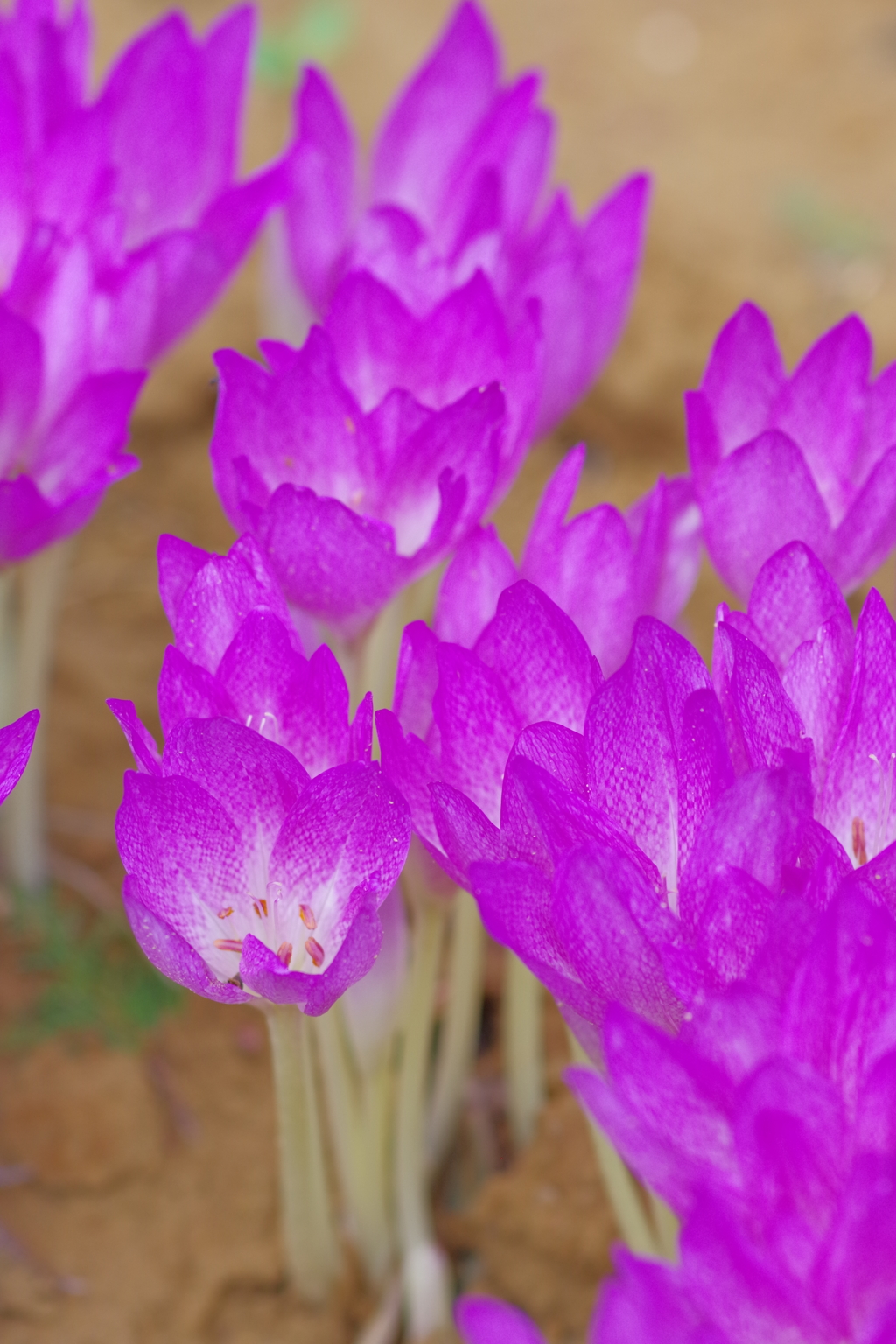 香林寺　紫