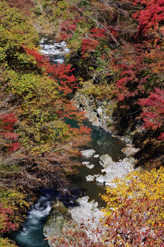 奥多摩むかしみち 綺麗な紅葉