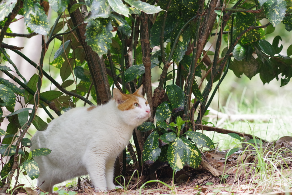 大井町埠頭公園 野良猫さん上を見上げる