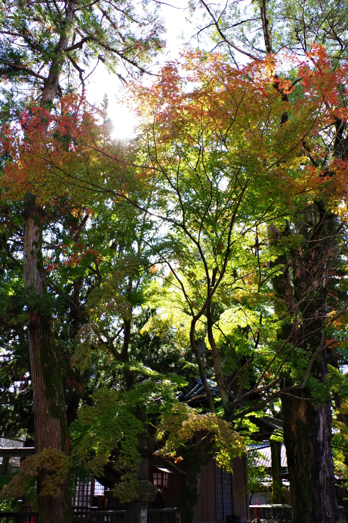 大分ちょっと観光　臼杵　八坂神社　ちょっと紅葉