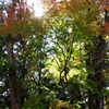 大分ちょっと観光　臼杵　八坂神社　ちょっと紅葉