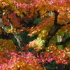 那谷寺 紅葉 (46)