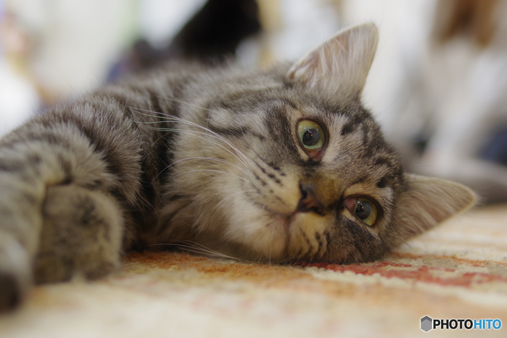 猫カフェ(2)