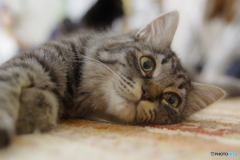猫カフェ(2)