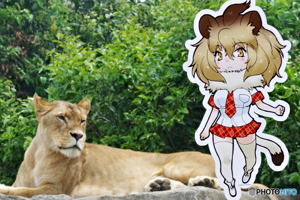 東武動物公園 フレンズを見つめるライオン(メス)