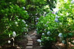 紫陽花 隠れた名所　個人のお宅