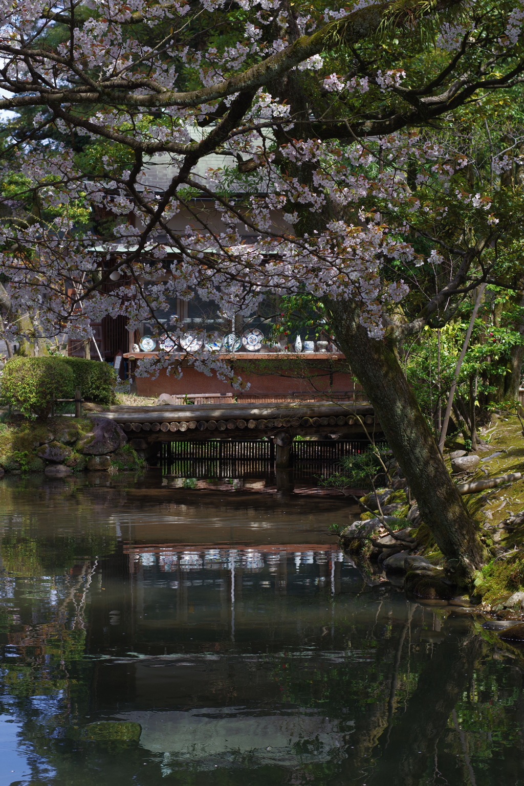 兼六園 桜 (28)