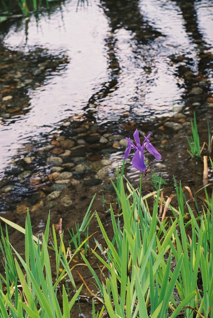 フィルムカメラで金沢ぶらぶら　兼六園　まだ残ってた菖蒲