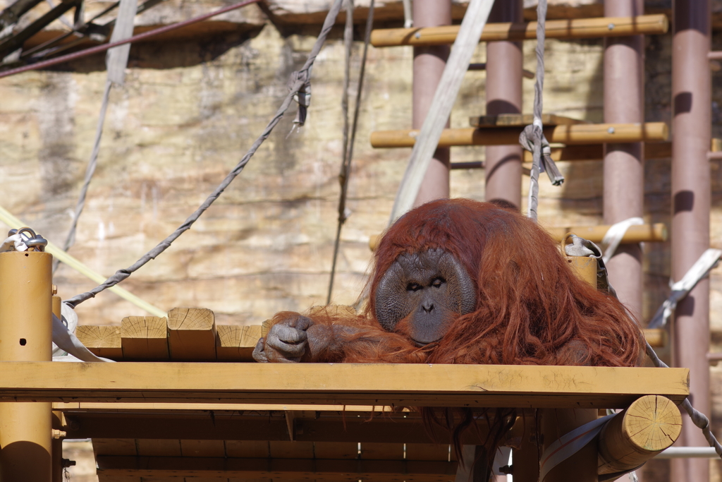 多摩動物公園 オラウータン (2)