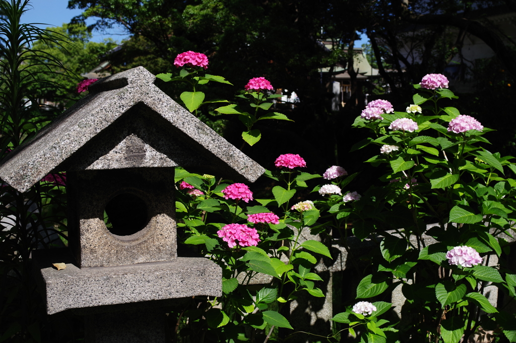 小倉 朝の散歩　紫陽花と灯篭