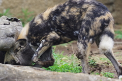 春の嵐の後のズーラシア　ここほれリカオン