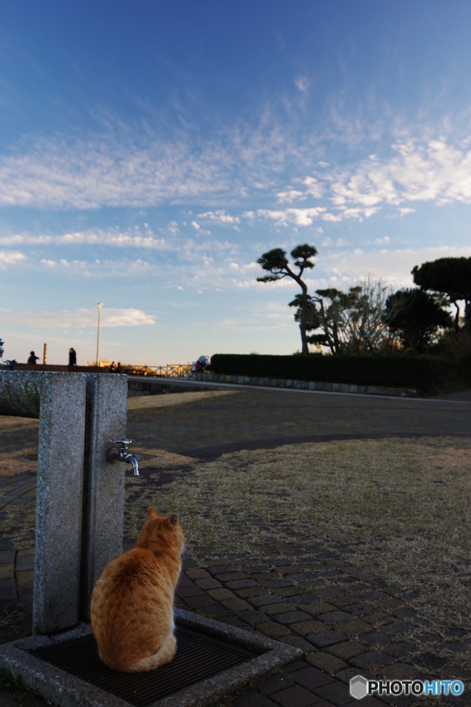 城ヶ島 猫と夕日と星 (19)
