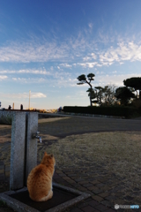 城ヶ島 猫と夕日と星 (19)