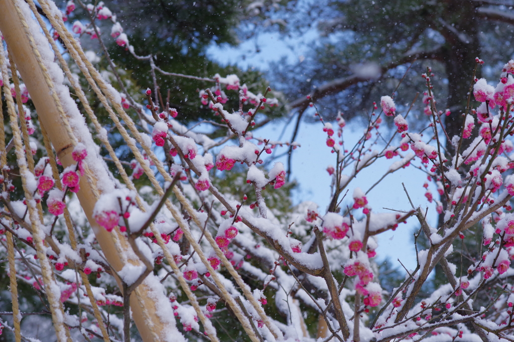 雪の兼六園 梅と雪と (2)
