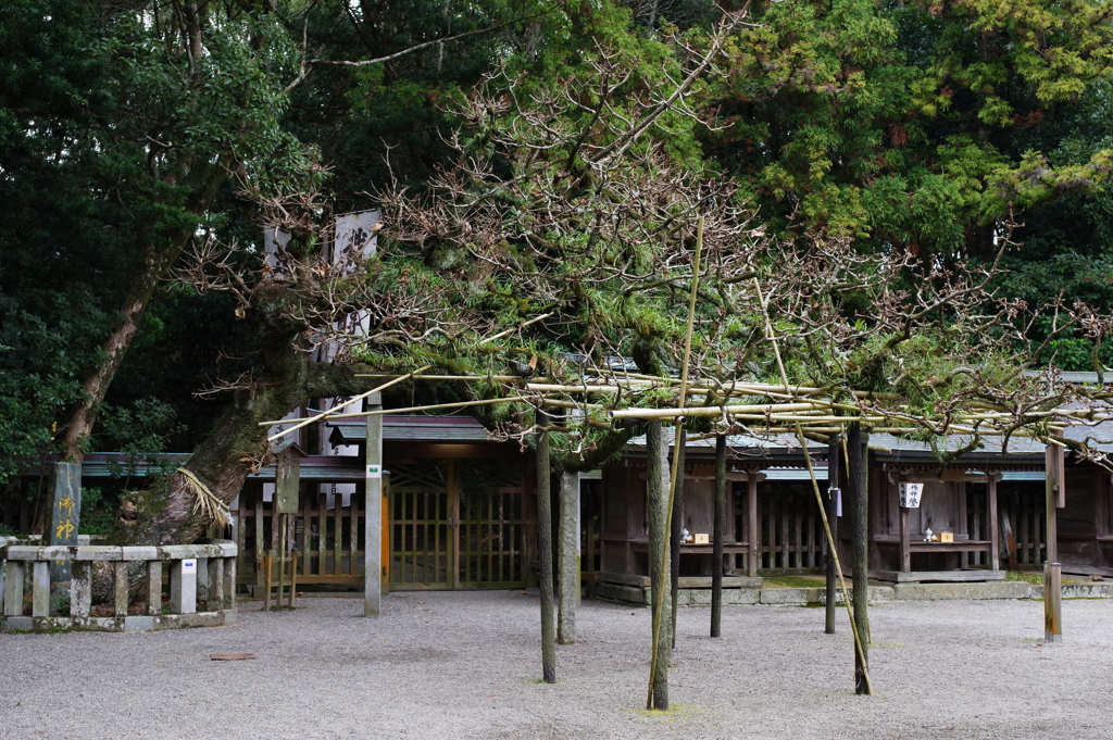 20190101 宗像神社 初詣