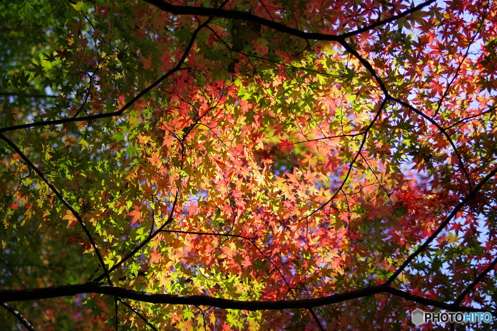 生田緑地 紅葉 31mm (20)