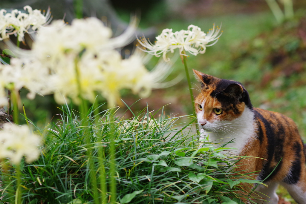 三毛猫と彼岸花　活発な子でした