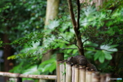 鎌倉散歩　リス  Fujinon 135mm f3.5