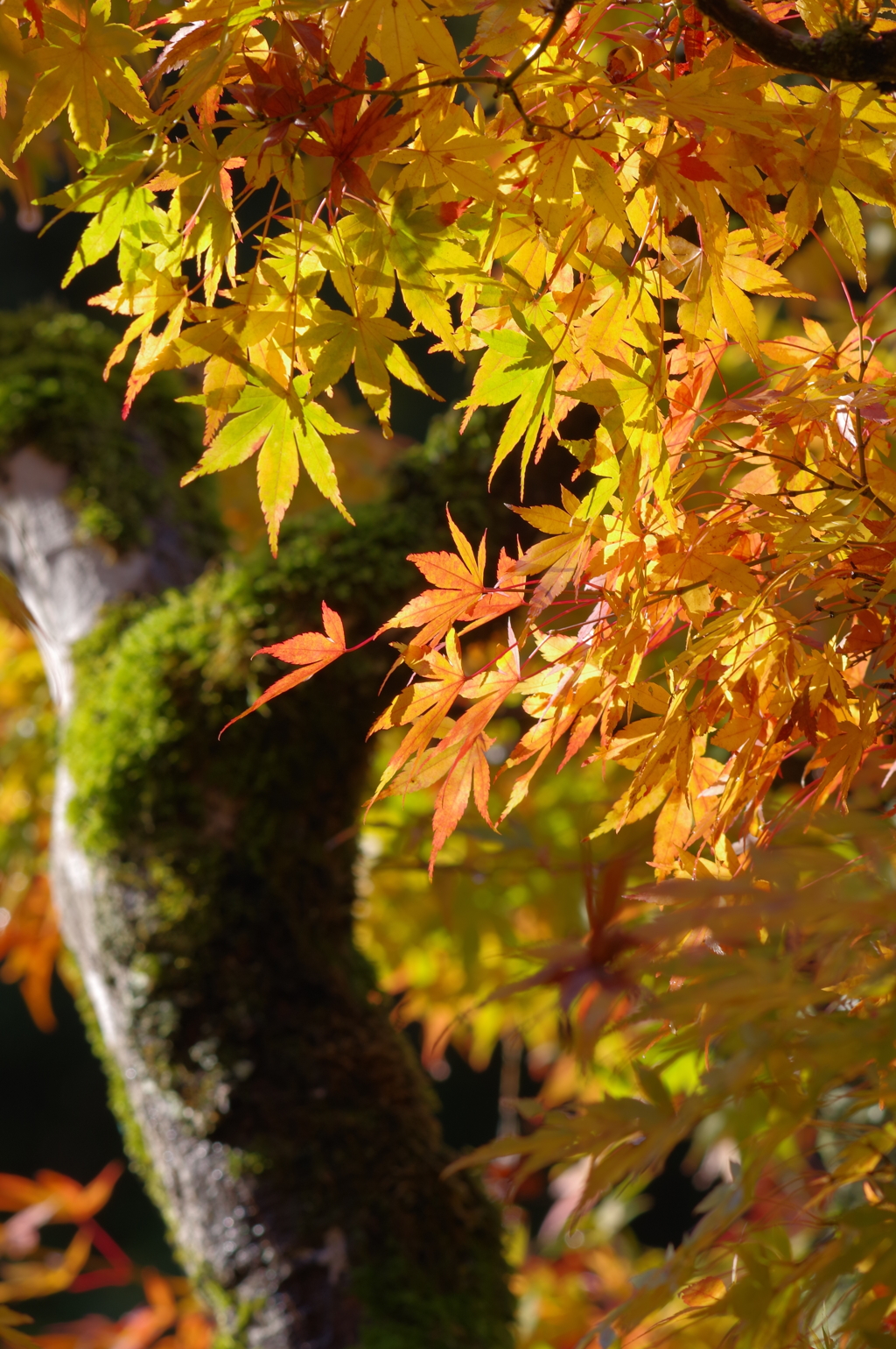 那谷寺 紅葉 (40)