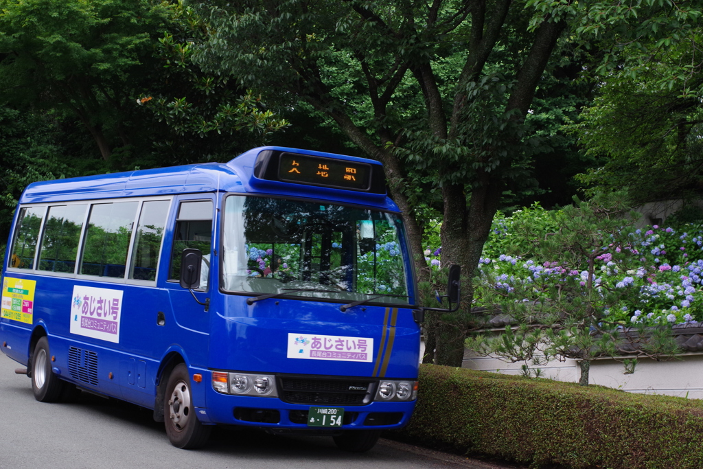 妙楽寺 紫陽花寺