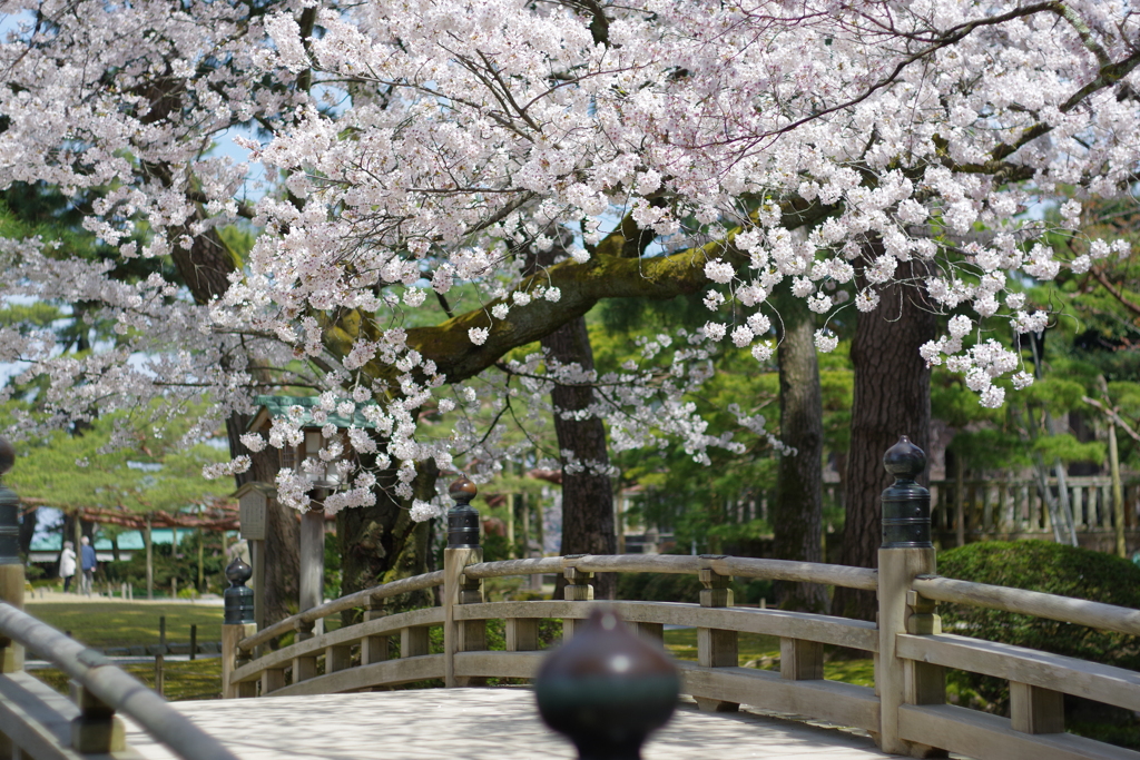 2020年兼六園 桜 ペトリ 50mmf1.7